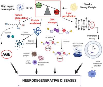 Oxidative Stress and Cognitive Decline: The Neuroprotective Role of Natural Antioxidants